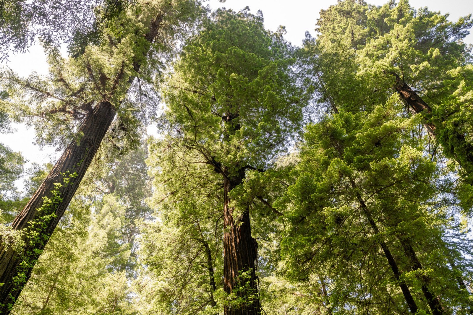 Old-growth coast redwoods rising into the canopy at Redwood National and State Parks, California.